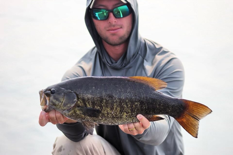 Bronze smallmouth with orange tail